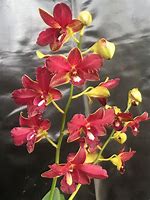 Image result for Crown of Orchid Plant
