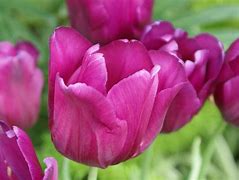 Image result for Pink Tulaps
