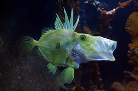 Image result for Weird Fish in the Ocean