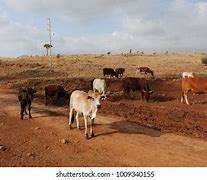 Image result for Domestic Animals in Kenya