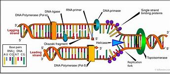 Image result for DNA Replication RNA Primer