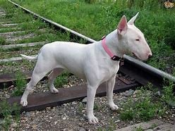 Image result for English Pit Bull Terrier