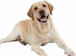 Image result for Cool Dogs