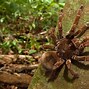 Image result for Biggest Spider in the World and Their Names How Big