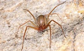 Image result for World's Most Venomous Spider