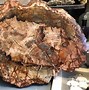 Image result for Fossilized Wood