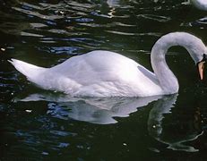 Image result for Swan Bird