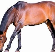 Image result for Reincarnate Race Horse