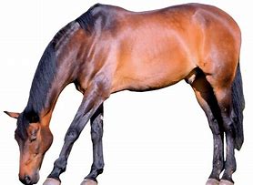 Image result for Horse Photography Aesthetic