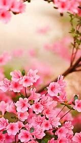 Image result for Flower Wallpaper for iPhone 6