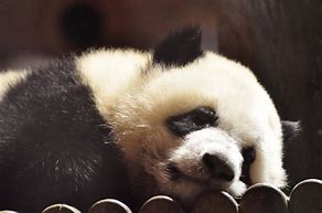Image result for Sad Panda Gallery
