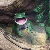 Image result for Nerd Frog Smile
