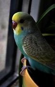 Image result for Parakeets Chirping