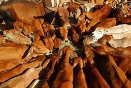 Image result for Botswana Cattle Drawing