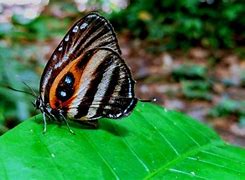 Image result for Amazon Rainforest Butterfly