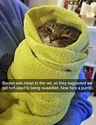 Image result for Funny Text Messages From Cat