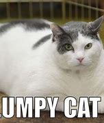 Image result for Cartoon Fat Cat Memes