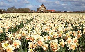 Image result for Bulb Fields Holland