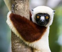 Image result for Lemurs In Borneo