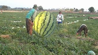 Image result for The Biggest Watermelon