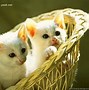 Image result for Cute Girly Wallpapers Kitten