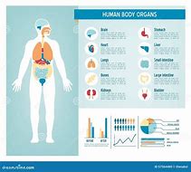 Image result for Infographic Human Body Systems