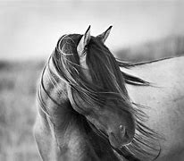 Image result for Thoroughbred Horse Wallpaper