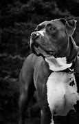 Image result for Pitbull Blue Pit Puppies