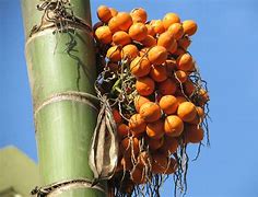 Image result for Palm Nut