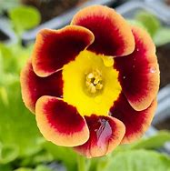 Image result for Primula auricula Neville Telford