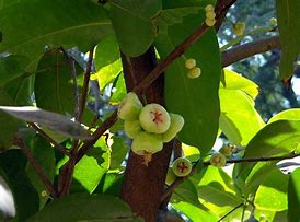 Image result for Syzygium Jambos Rose Apple Tree