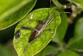 Image result for "leaffooted-bug"