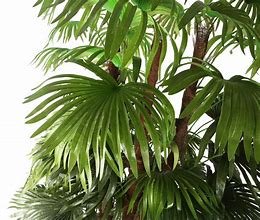 Image result for Finger Palm Tree