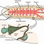 Image result for Difference Between Beetle and Bug