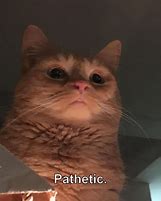 Image result for Pathetic Cat Meme Template