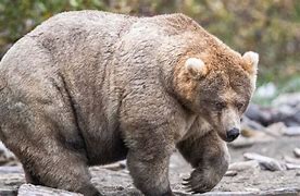Image result for Fattest Bear in the World