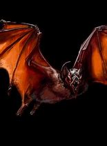 Image result for Dire Bat Animal Compainion