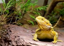 Image result for Exotic Lizards Friendly to People