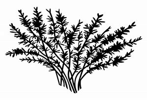 Image result for Bush Clip Art Black and White