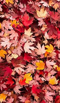 Image result for iPhone 7 Plus Wallpaper Nature