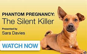Image result for How Long Is a Dog Pregnant