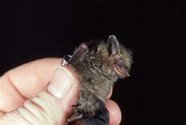 Image result for Tri Colored Bat Species