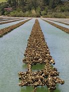 Image result for Pacific Oyster Spawning