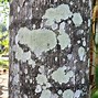 Image result for Alagal Growth On Apple Tree Trunk