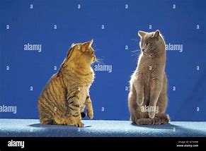 Image result for Two Cats Fighting