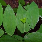 Image result for Uvularia grandiflora