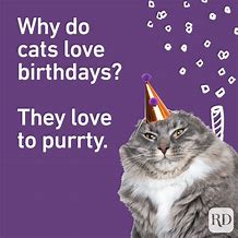 Image result for Cat Birthday Puns