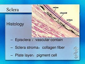 Image result for Sclera Histology
