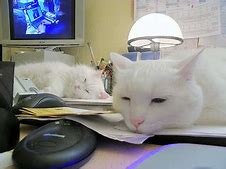 Image result for Office Cat