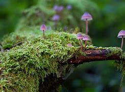 Image result for Magical Mushrooms